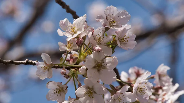 Baharda güneşli bir günde Japon Sakura 'sının güzelliği