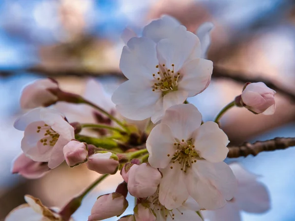 Baharda güneşli bir günde Japon Sakura 'sının güzelliği
