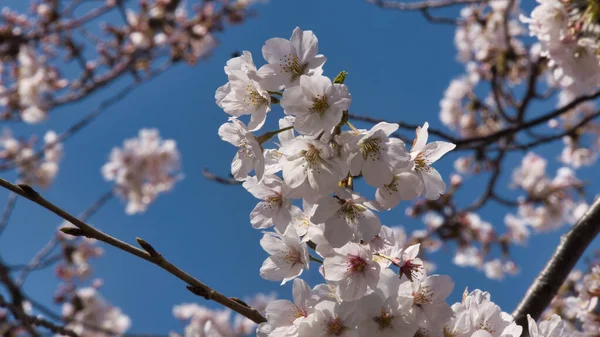 Baharda güneşli bir günde Japon Sakura 'sının güzelliği