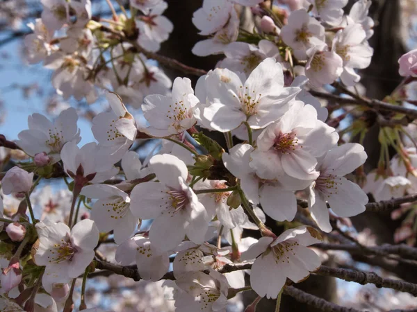 Baharda güneşli bir günde Japon Sakura 'sının güzelliği