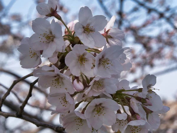 Baharda güneşli bir günde Japon Sakura 'sının güzelliği