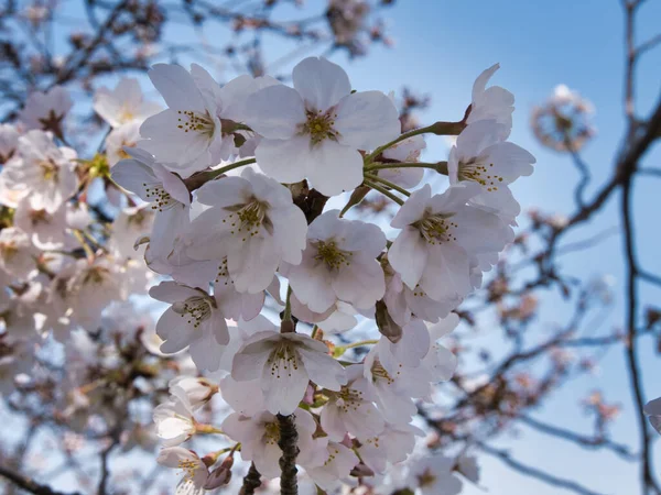 Baharda güneşli bir günde Japon Sakura 'sının güzelliği