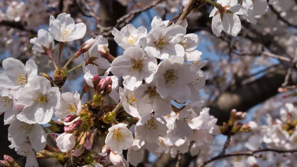 Baharda güneşli bir günde Japon Sakura 'sının güzelliği