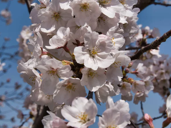Baharda güneşli bir günde Japon Sakura 'sının güzelliği