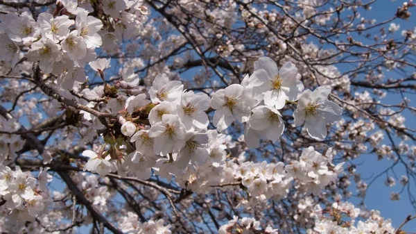 Baharda güneşli bir günde Japon Sakura 'sının güzelliği