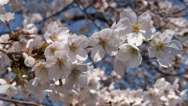 Baharda güneşli bir günde Japon Sakura 'sının güzelliği