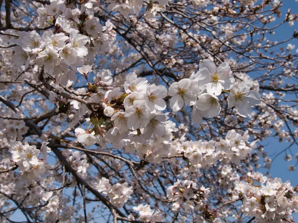 Baharda güneşli bir günde Japon Sakura 'sının güzelliği