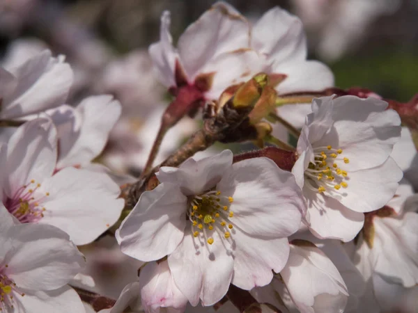 Baharda güneşli bir günde Japon Sakura 'sının güzelliği