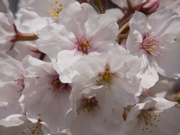 Baharda güneşli bir günde Japon Sakura 'sının güzelliği