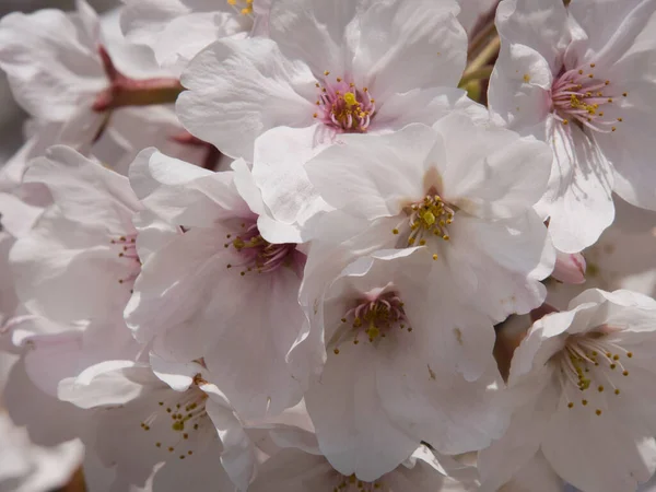 Baharda güneşli bir günde Japon Sakura 'sının güzelliği