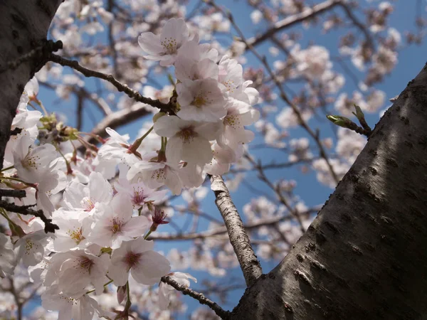 Baharda güneşli bir günde Japon Sakura 'sının güzelliği