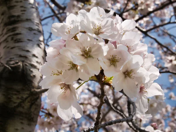 Baharda güneşli bir günde Japon Sakura 'sının güzelliği