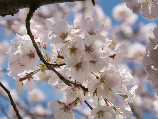 Baharda güneşli bir günde Japon Sakura 'sının güzelliği