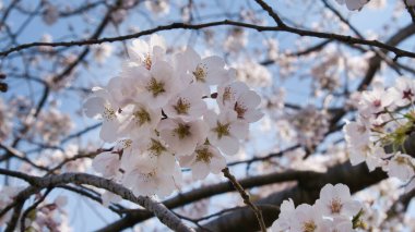 Baharda güneşli bir günde Japon Sakura 'sının güzelliği