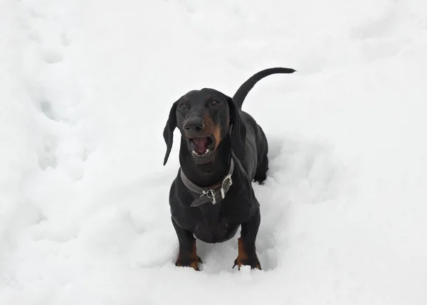 Schwarzbrauner bellender Dackel im Schnee — Stockfoto
