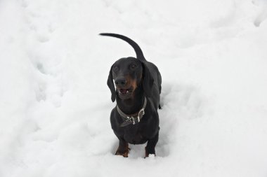Siyah ve tabaklamak havlayan dachshund karda