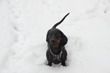 Siyah ve tabaklamak havlayan dachshund karda
