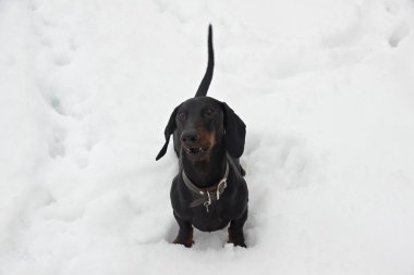 Siyah ve tabaklamak havlayan dachshund karda