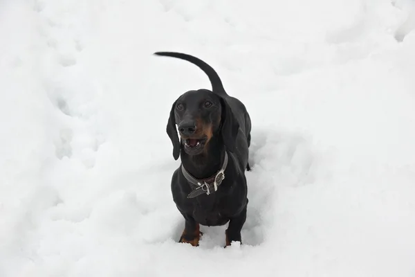 Чёрно-коричневая такса в снегу — стоковое фото