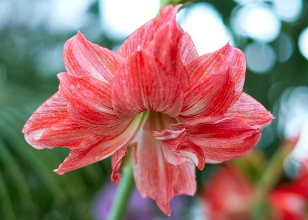 Hippeastrum Amaryllis - big red flower — Stock Photo, Image