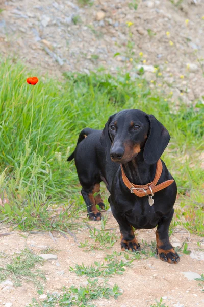 Dachshund en hierba de primavera con flor de amapola roja salvaje (Papaver rhoeas ) — Foto de Stock