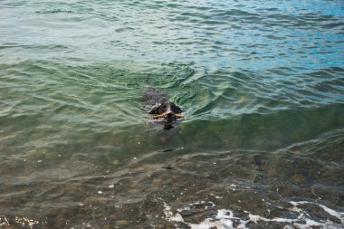 Dachshund sopa ile denizde yüzüyor