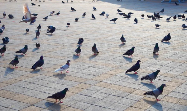 En massa duvor på kullersten trottoar — Stockfoto