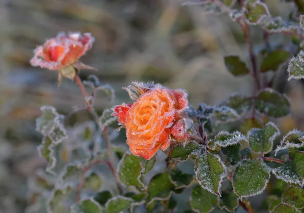 Розовые Розы Иней Кустах Конце Осени — стоковое фото
