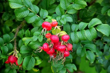 Yazın olgun gül (Rosa) kalçalar çalıların üzerinde