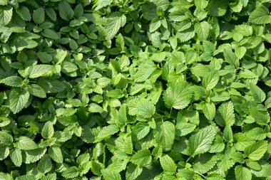 Melissa, yaz bahçesinde görevli. 