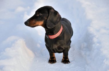 Siyah ve bronz dachshund, kar üzerinde kırmızı fiyonk