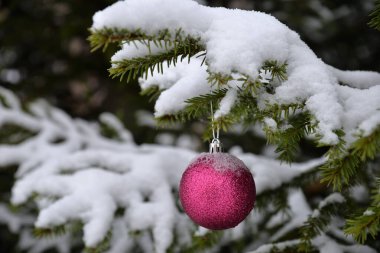 Noel ağacının karla kaplı dalında kırmızı bir cam top.