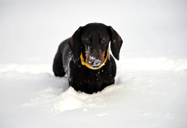 Schwarzbrauner Dackel Mit Gelbem Kragen Auf Schnee — Stockfoto