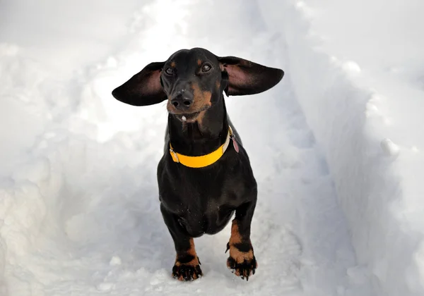 Schwarzbrauner Dackel Mit Gelbem Kragen Auf Schnee — Stockfoto