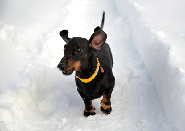 Schwarzbrauner Dackel Mit Gelbem Kragen Auf Schnee — Stockfoto