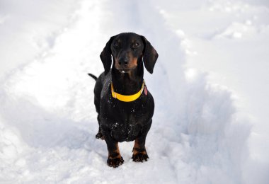 Siyah ve bronz dachshund, sarı yakalı, karda