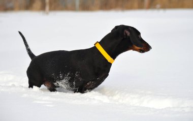 Siyah ve bronz dachshund, sarı yakalı, karda