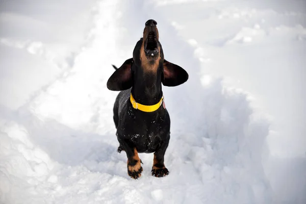 Schwarzbrauner Dackel Mit Gelbem Kragen Auf Schnee — Stockfoto