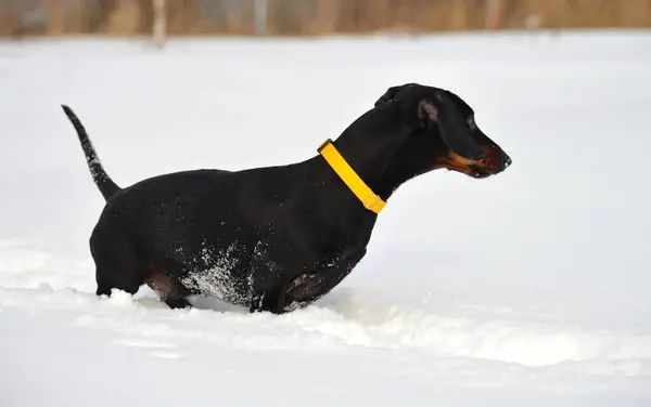 Schwarzbrauner Dackel Mit Gelbem Kragen Auf Schnee — Stockfoto