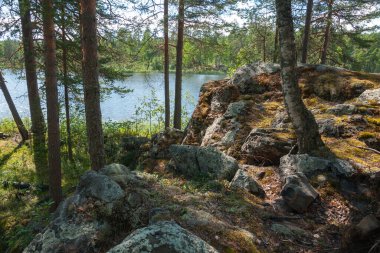 Yazın Onega Gölü 'nün körfezinde çam ormanlı Rocky sahili, Karelia Cumhuriyeti, Rusya