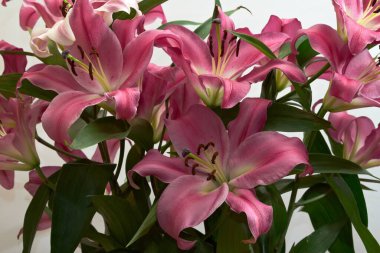 Büyük çizgili pembe zambak buketi