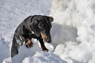 Siyah ve esmer dachshund derin kardan sürünerek çıkıyor.