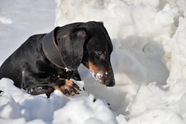 Siyah ve esmer dachshund derin kardan sürünerek çıkıyor.