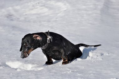 Siyah ve esmer dachshund derin kardan sürünerek çıkıyor.