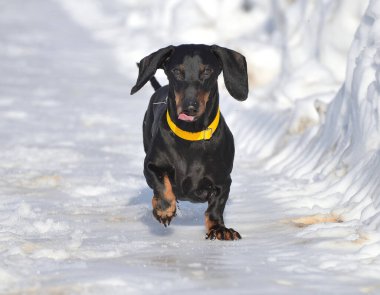 Siyah ve bronz dachshund derin karda yürüyor.