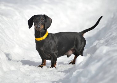 Siyah ve bronz dachshund derin karda yürüyor.