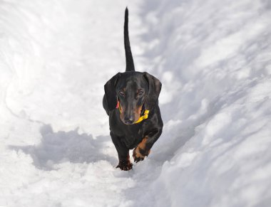 Siyah ve bronz dachshund derin karda yürüyor.