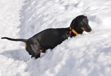 Siyah ve esmer dachshund derin kardan sürünerek çıkıyor.
