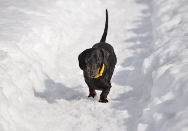 Siyah ve bronz dachshund derin karda yürüyor.