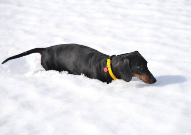 Siyah ve esmer dachshund derin kardan sürünerek çıkıyor.